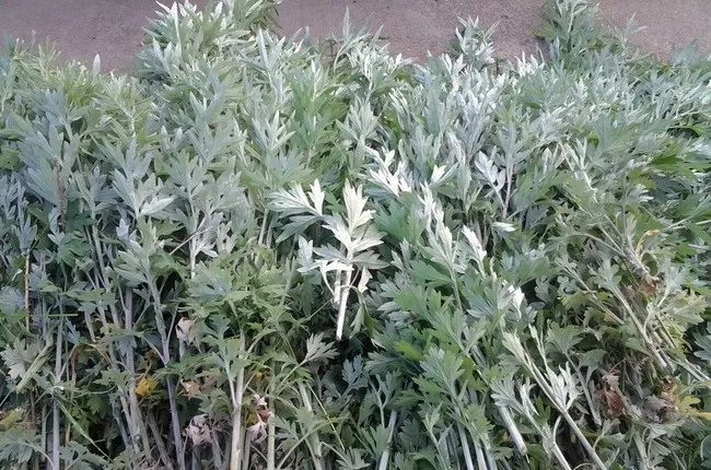 提醒一元一把艾蒿草在烟台卖得欢专家小心是毒草豚草