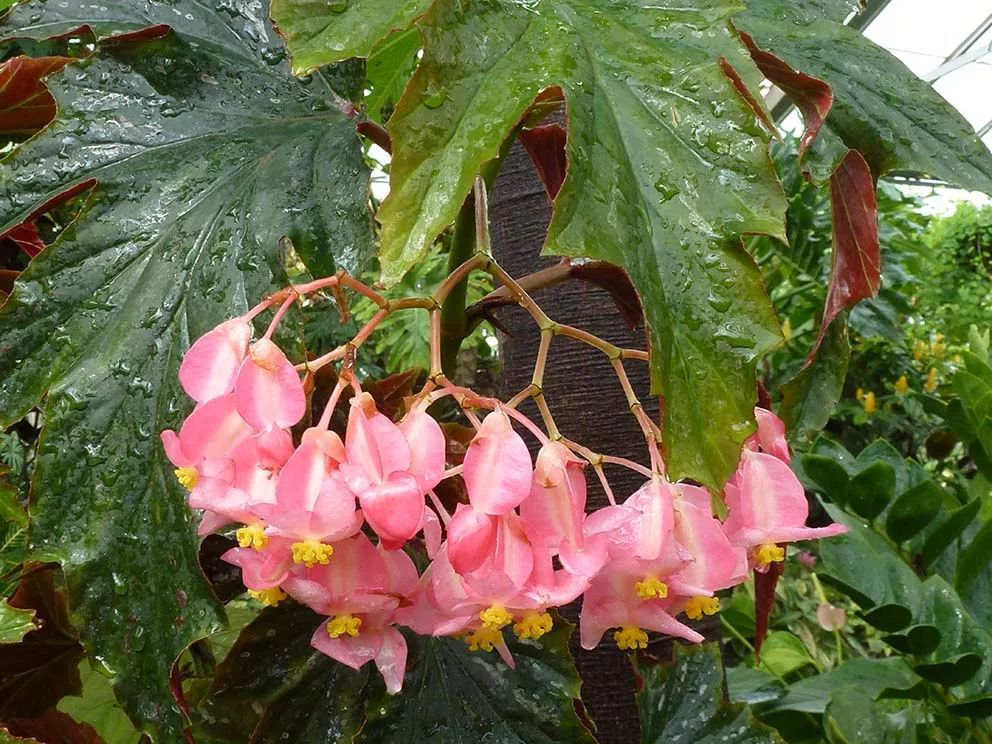 四个形态各异的秋海棠品种你喜欢观叶的还是观花的