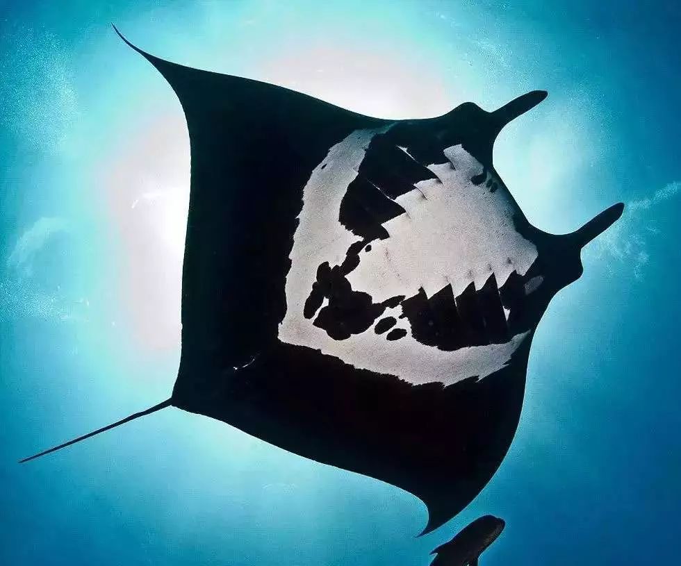生物丨探秘在海洋中飞行的魔鬼鱼manta
