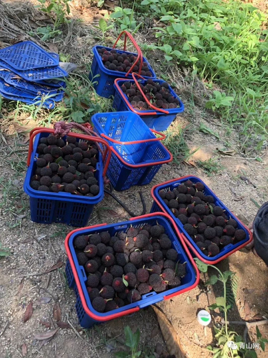 今年杨梅中的珍品天价的乌酥杨梅