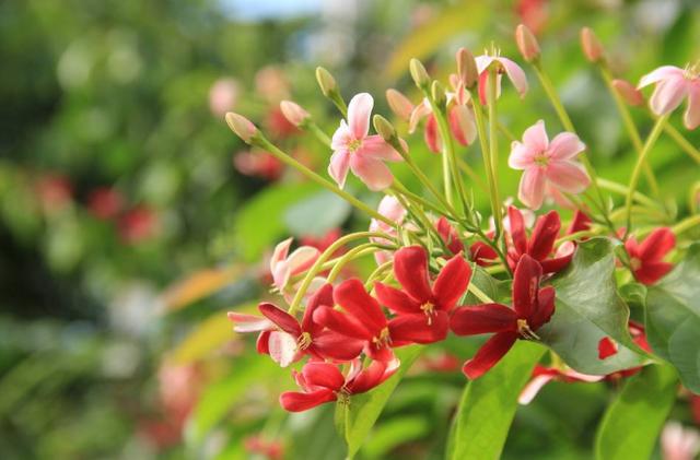 它叫水君子一颗植株长3种颜色的花且香气扑鼻值得养护