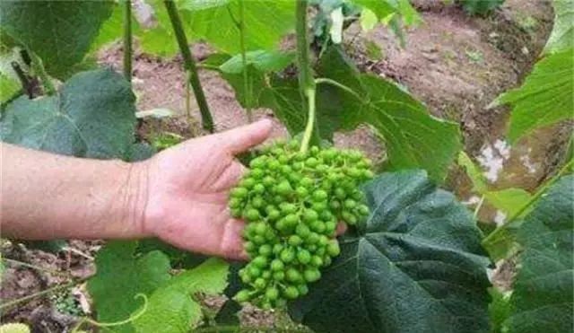 葡萄膨大期这4点要做好