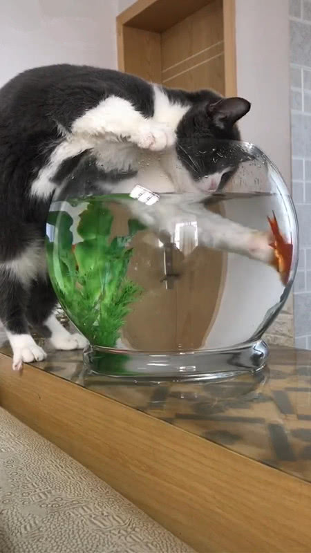 猫咪站在鱼缸面前,用猫爪在缸里不断搅和,鱼:慢点慢点,有点晕
