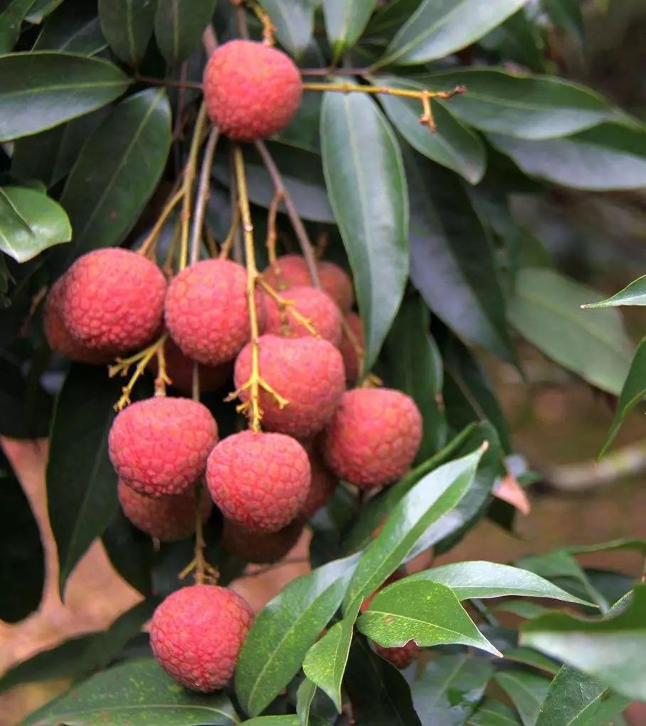 湛江摘荔枝地图攻略错过等一年快收藏起来