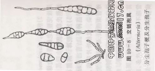 链格孢属图片