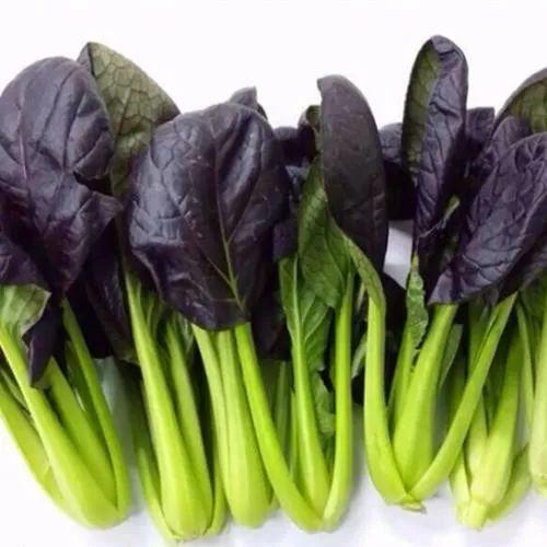 世园会百蔬园丨百种时令蔬菜紫钻油菜九