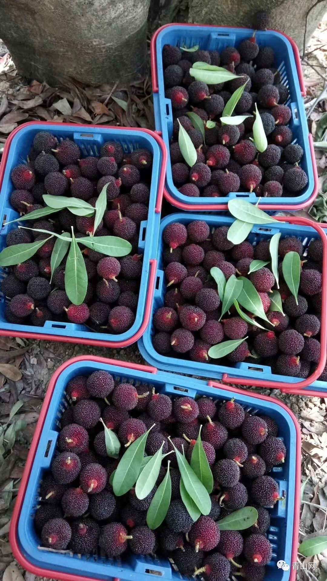 今年杨梅中的珍品天价的乌酥杨梅