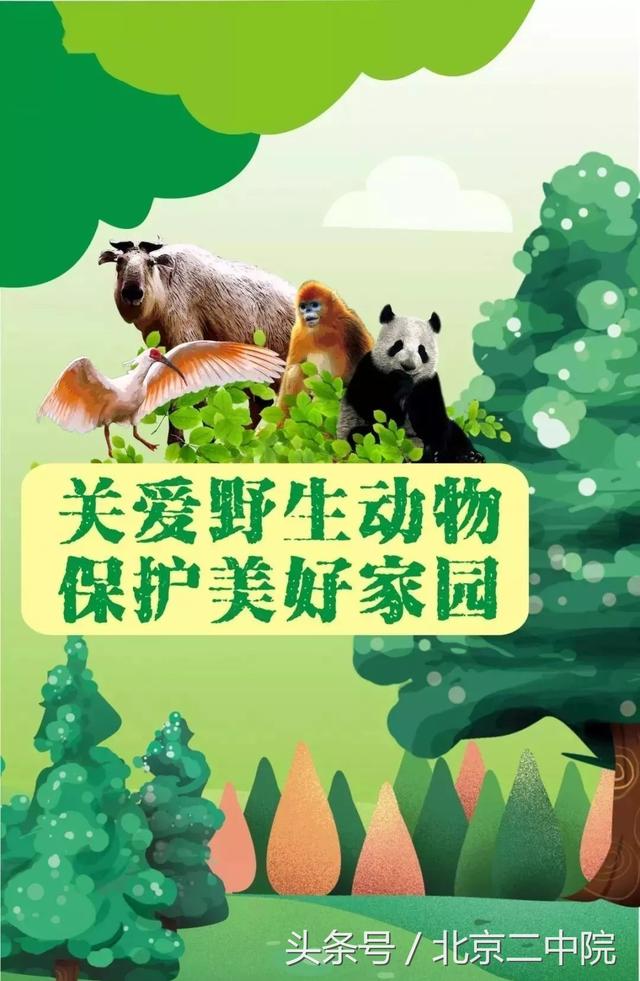 【美丽中国,我是行动者环境日主题普法】系列4:关爱野生动物,保护