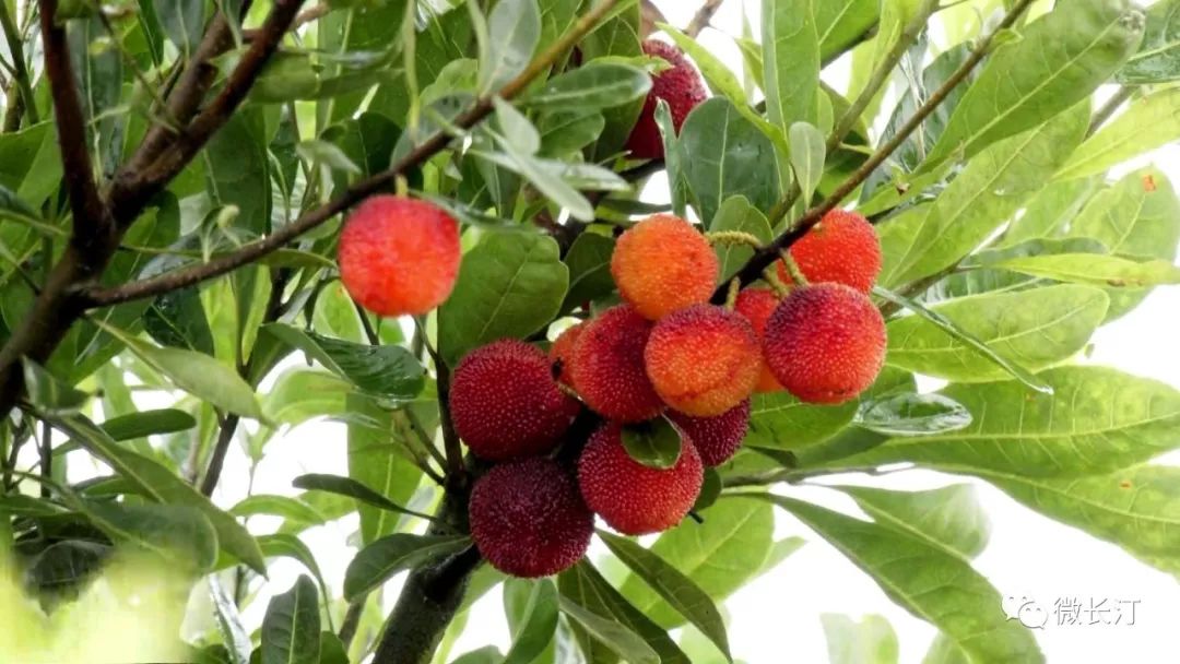 乡村动态丨长汀三洲镇以节会友以梅为媒第十六届杨梅采摘节开幕