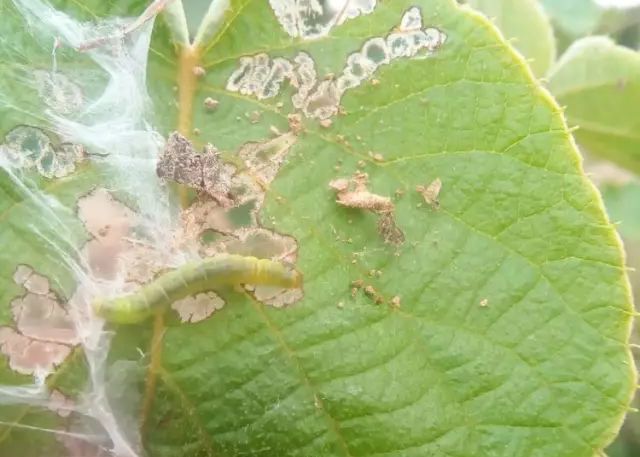 鳞翅目害虫04冬季清园时应清除果园内及周边杂草,4月底至5月上旬卵