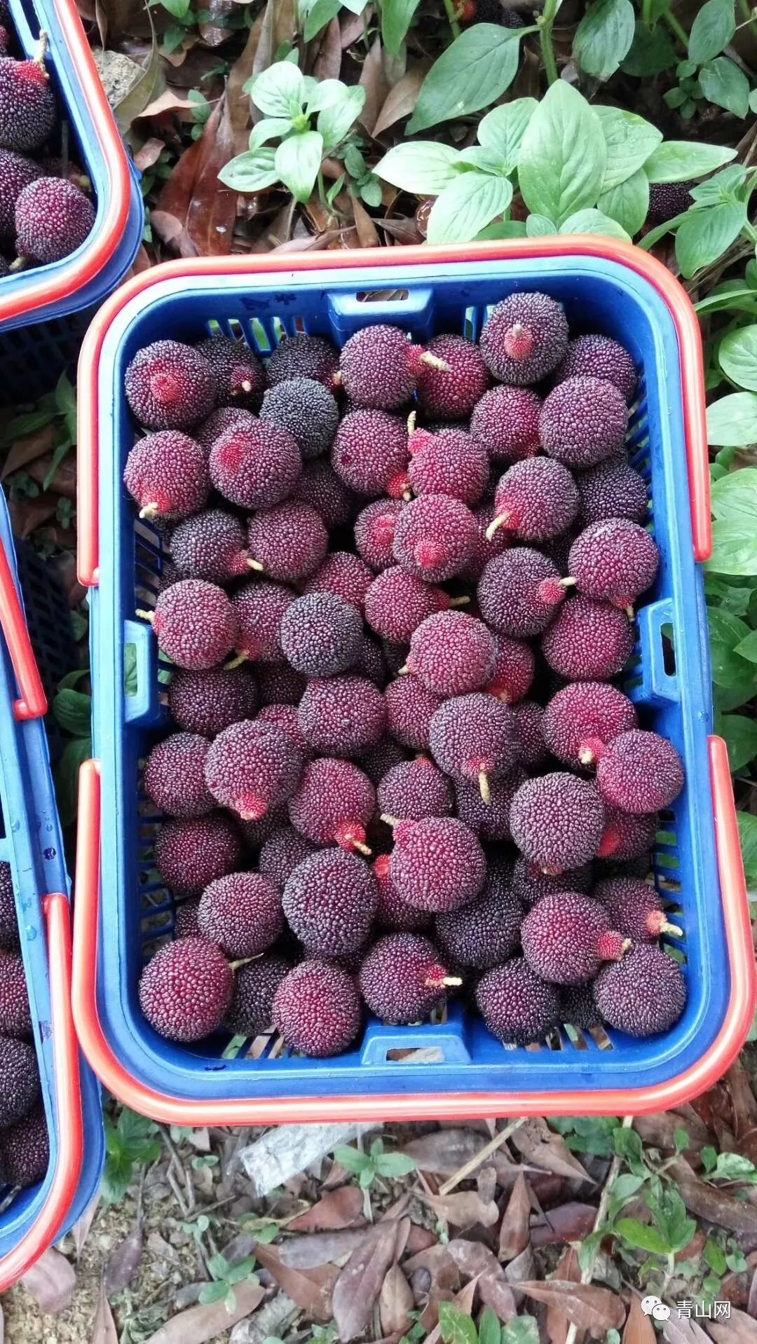 今年杨梅中的珍品天价的乌酥杨梅