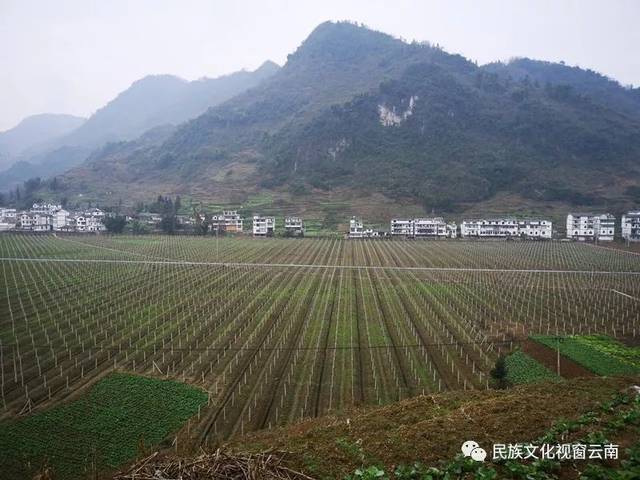 盐津三生三变激发产业活力牛寨乡村级集体经济及产业发展纪实