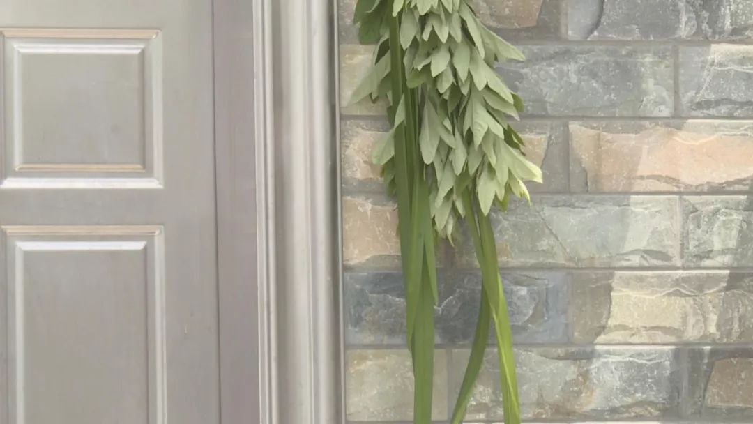 艾草菖蒲门前挂驱蚊蝇净空气过端午