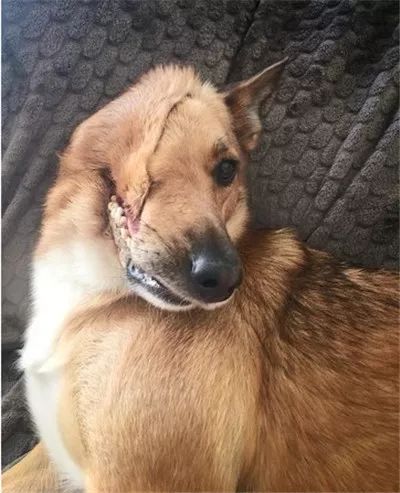 狗狗被砍半张脸后仍坚强的活了下来