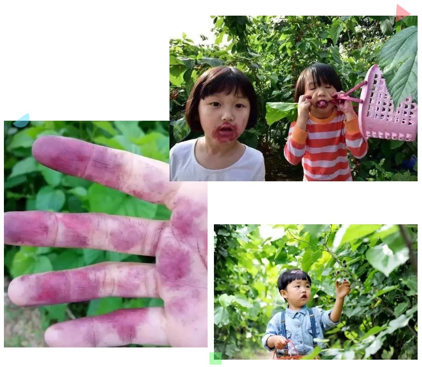 食用|一小把桑葚，就能给身体带来5大好处！