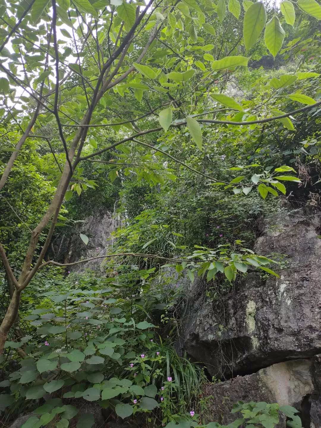 桂林一景區驚現上吊男屍 身旁刻著