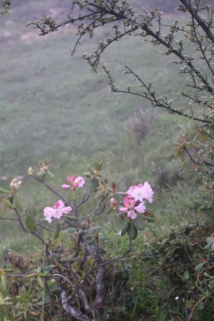 昭通市民眼中的宁边木耳花