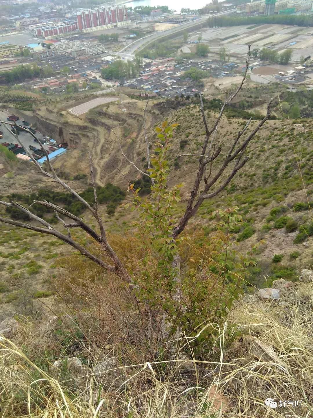 荒山野坡隨處可見的,不需專門種植的,因為榆樹的種子成熟後隨風漫天