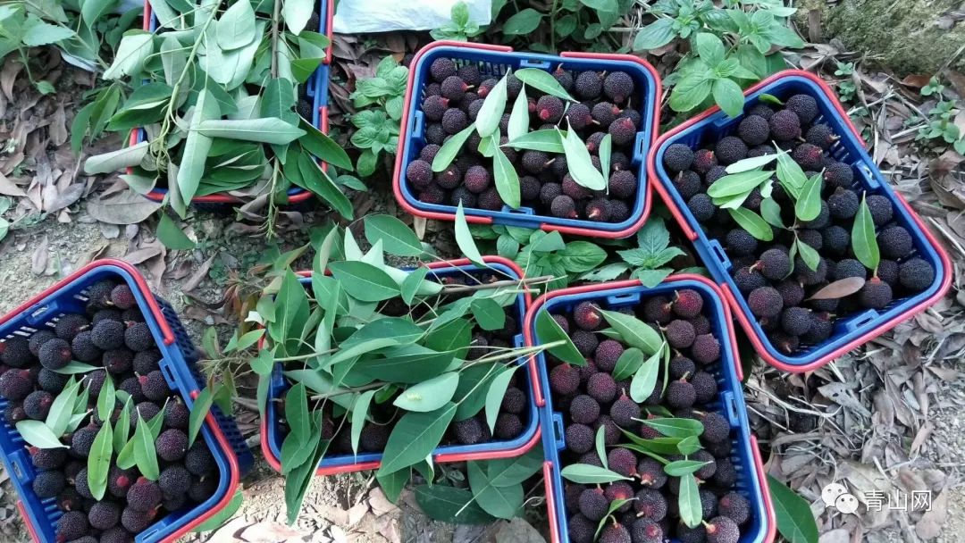 今年杨梅中的珍品天价的乌酥杨梅