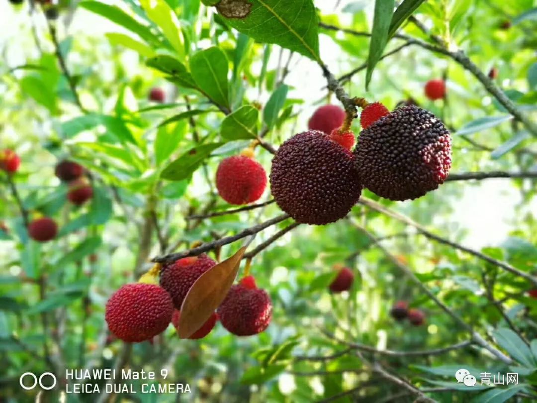 今年杨梅中的珍品天价的乌酥杨梅