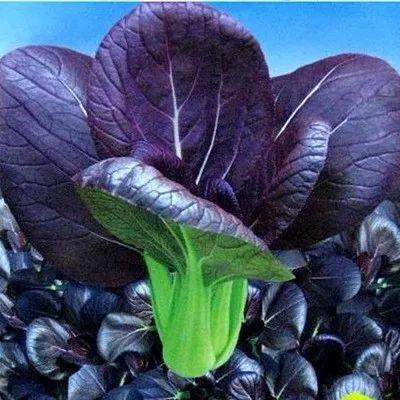 世园会百蔬园丨百种时令蔬菜紫钻油菜九