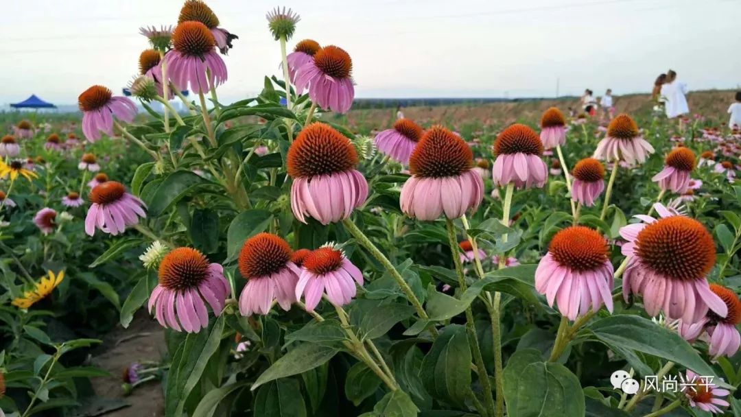 兴平近100万株松果菊花开成海赠票8000