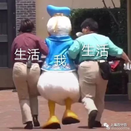 唐老鸭85岁生日,上海迪士尼上演赶鸭子上架,哈哈哈哈心疼鸭鸭!