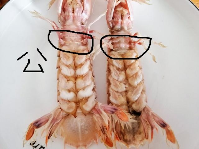 皮皮虾加水煮是大错!十个人8人都不对,怪不得虾肉不鲜也不肥!