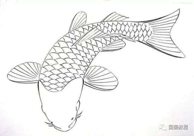 各种鱼白描稿
