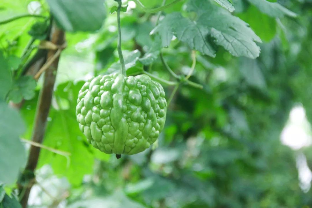 大顶苦瓜打农药了吗佛山这群人亲自做了个实验