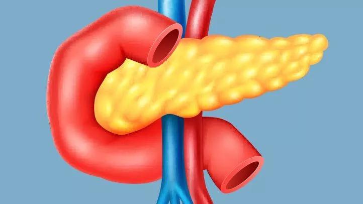 换句话说,肠促胰液素可以促进胰腺外分泌腺的分泌.