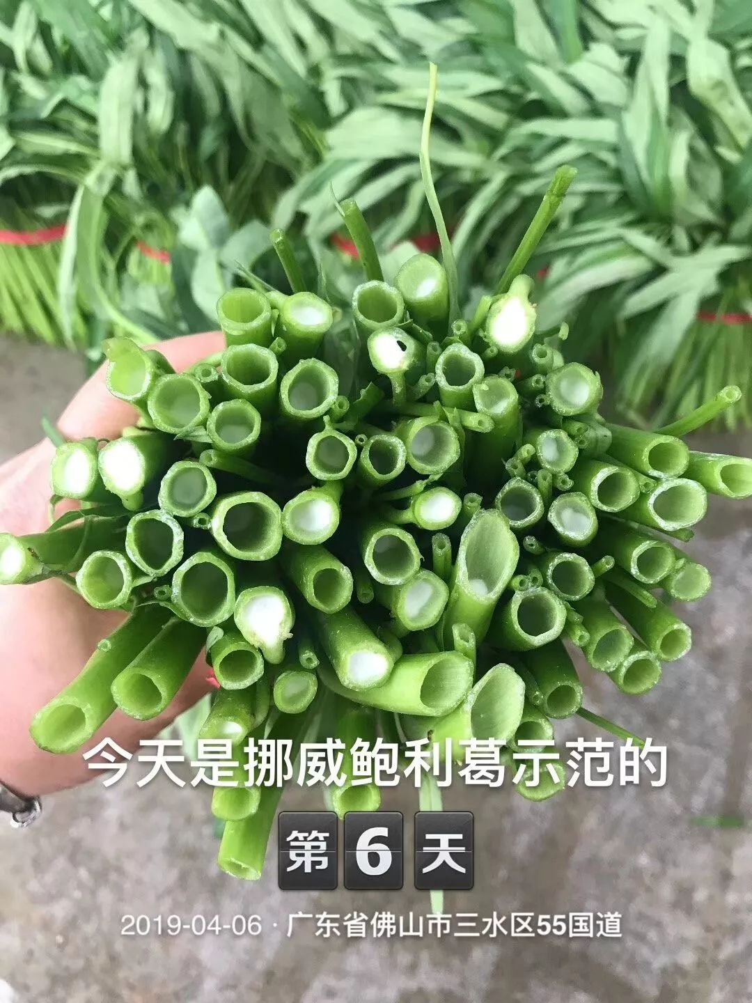 精品农资中国首款中挪结晶双骥增效肥受用户追捧