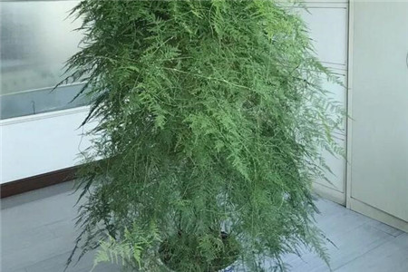 我们在养护中还要注意这几点:1,温度文竹喜欢温暖湿润的环境,但忌高温