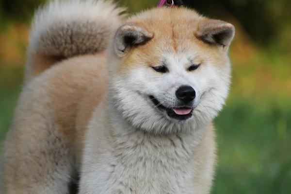 北海道 犬
