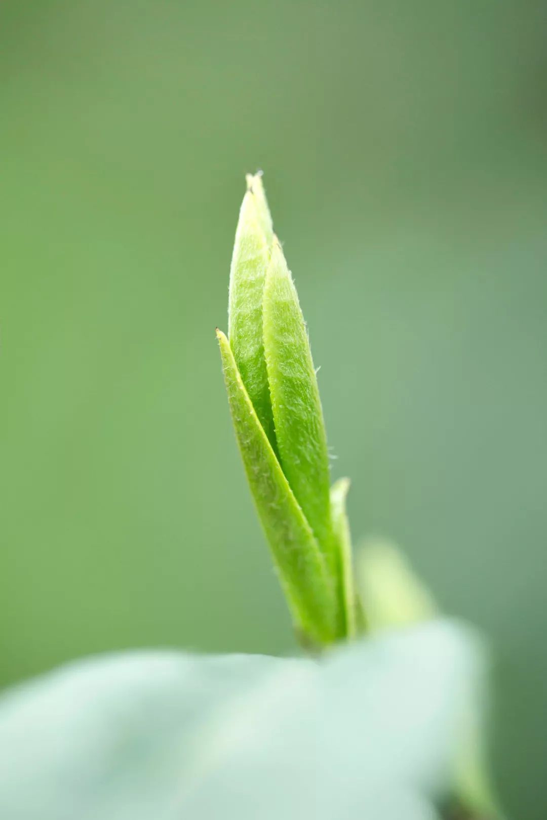 连续10年高端销量遥遥领先竹叶青邀您一同品鉴国礼好茶