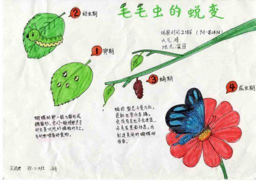 12《毛毛虫的蜕变》123古华小学 梁语涵《柳树的变化》12123弘文学校