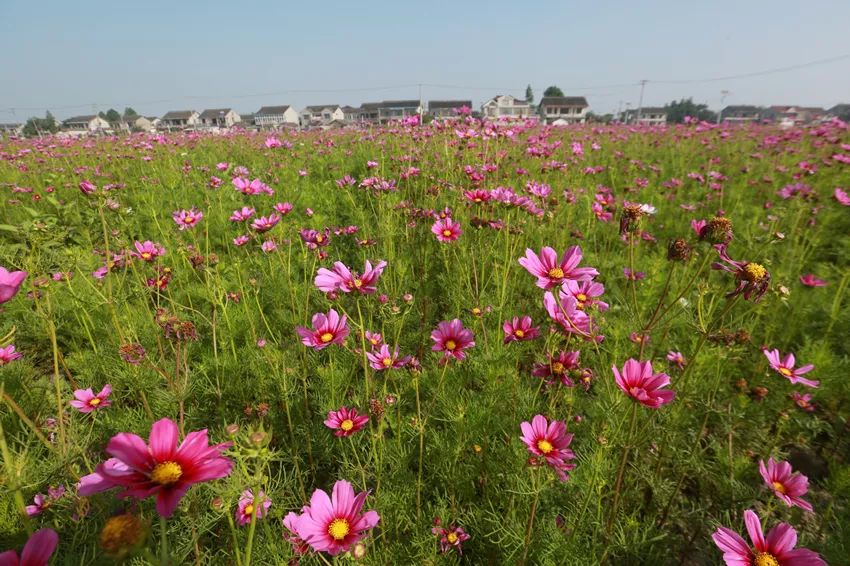 花海风车龙虾垂钓农家美味网红圣地北新花海颜值再刷新快来打卡赴约