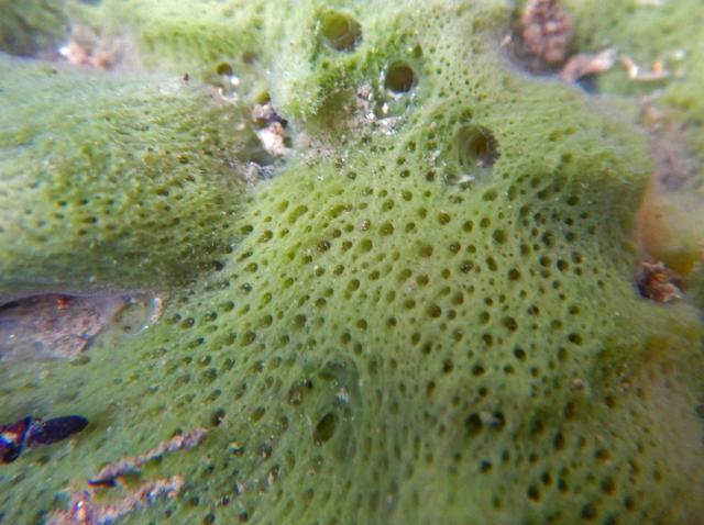 此海绵非彼海绵它是最古老的生物也是dna样本的天然采集器