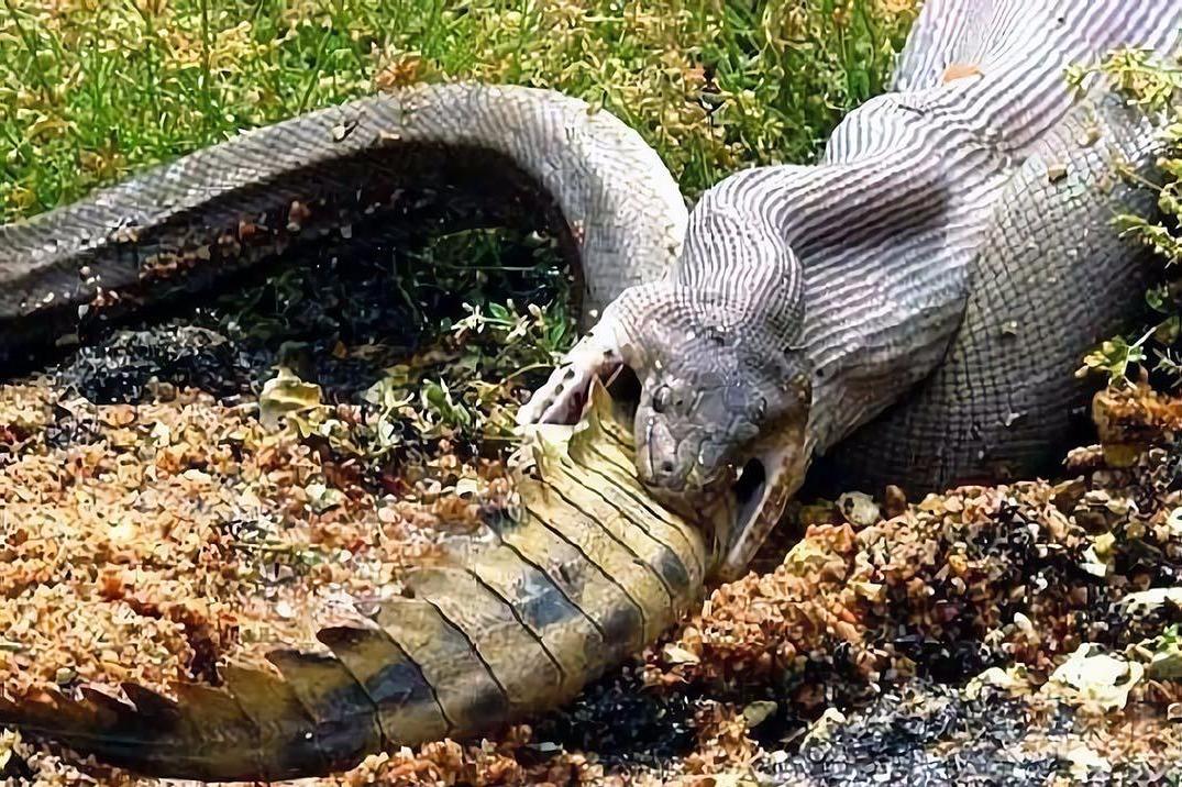 当蟒蛇遇上鳄鱼究竟鹿死谁手太震撼了镜头记录全过程