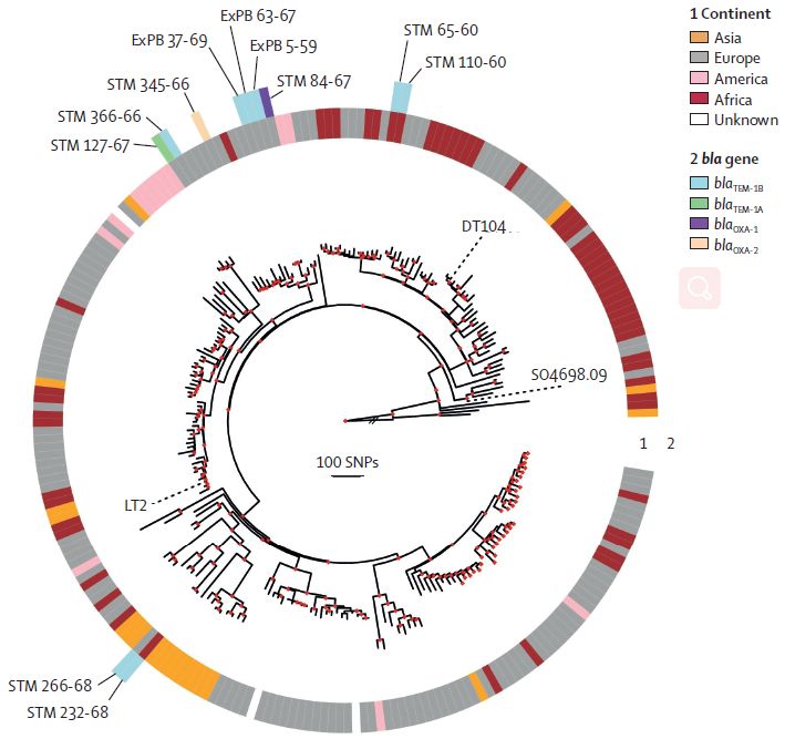 锐帮读鼠伤寒血清型肠道沙门氏菌全基因组测序探究早期的氨苄青霉素耐