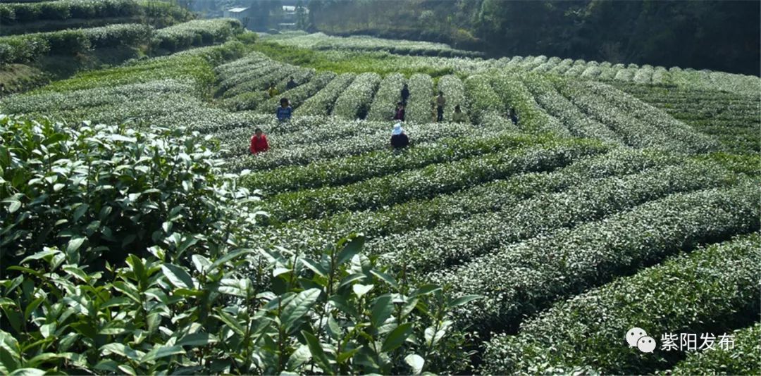 紫陽提升茶葉品牌影響力增強脫貧增收帶動性