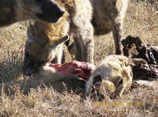 鬣狗竟将狮子害成这个惨状肠子被拽出连脑袋也被如此对待