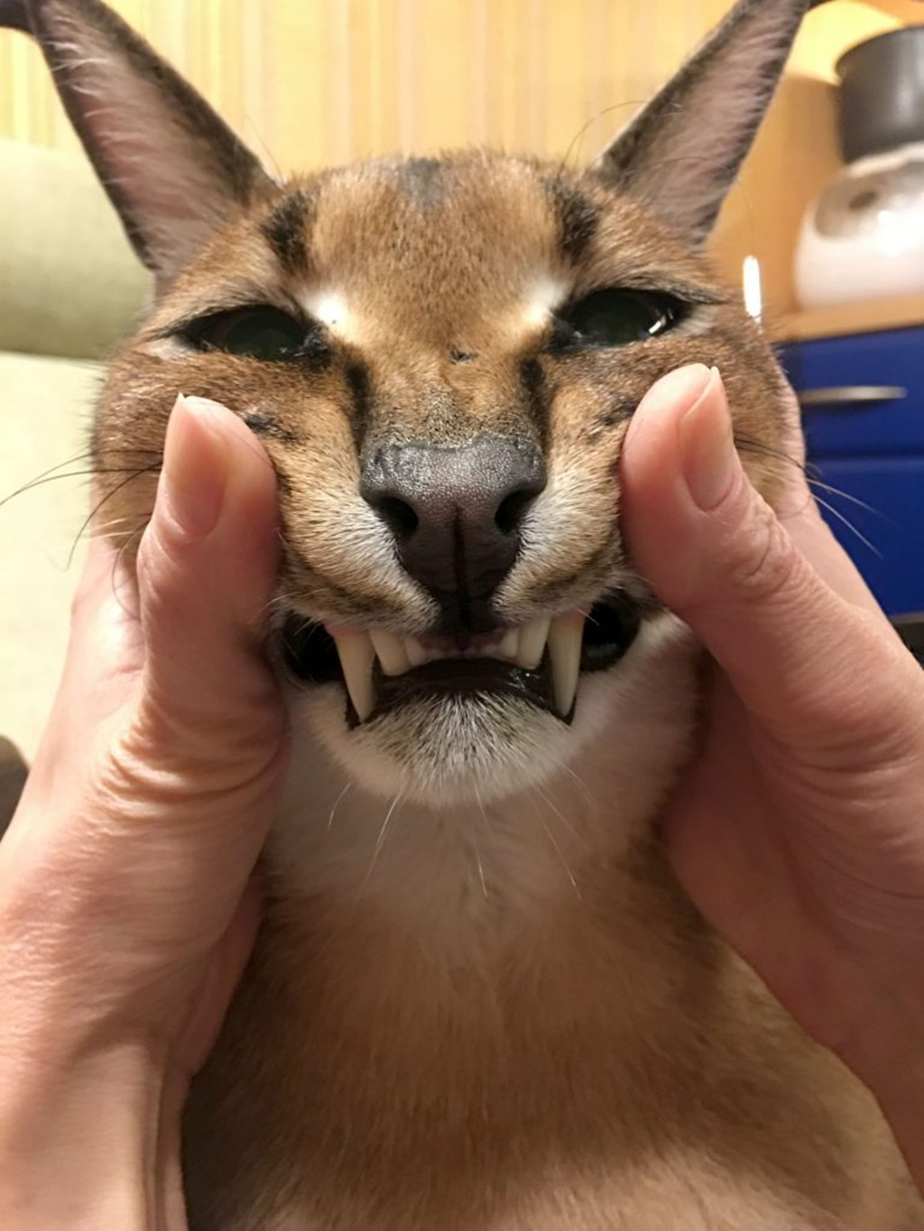 狞猫牙齿图片