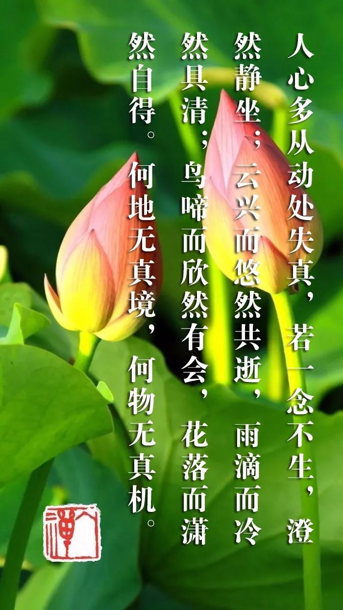 何处无妙境,何处无净土|白话菜根谭_心灵