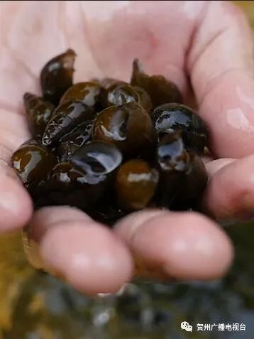 八步街宵夜的老味道我只认那一盘炒螺