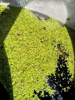 黄鳝的未受精卵在孵化过程中崩解后易使水质恶化.