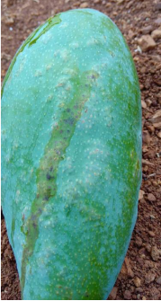 芒果水泡病的发生原因及综合防治措施