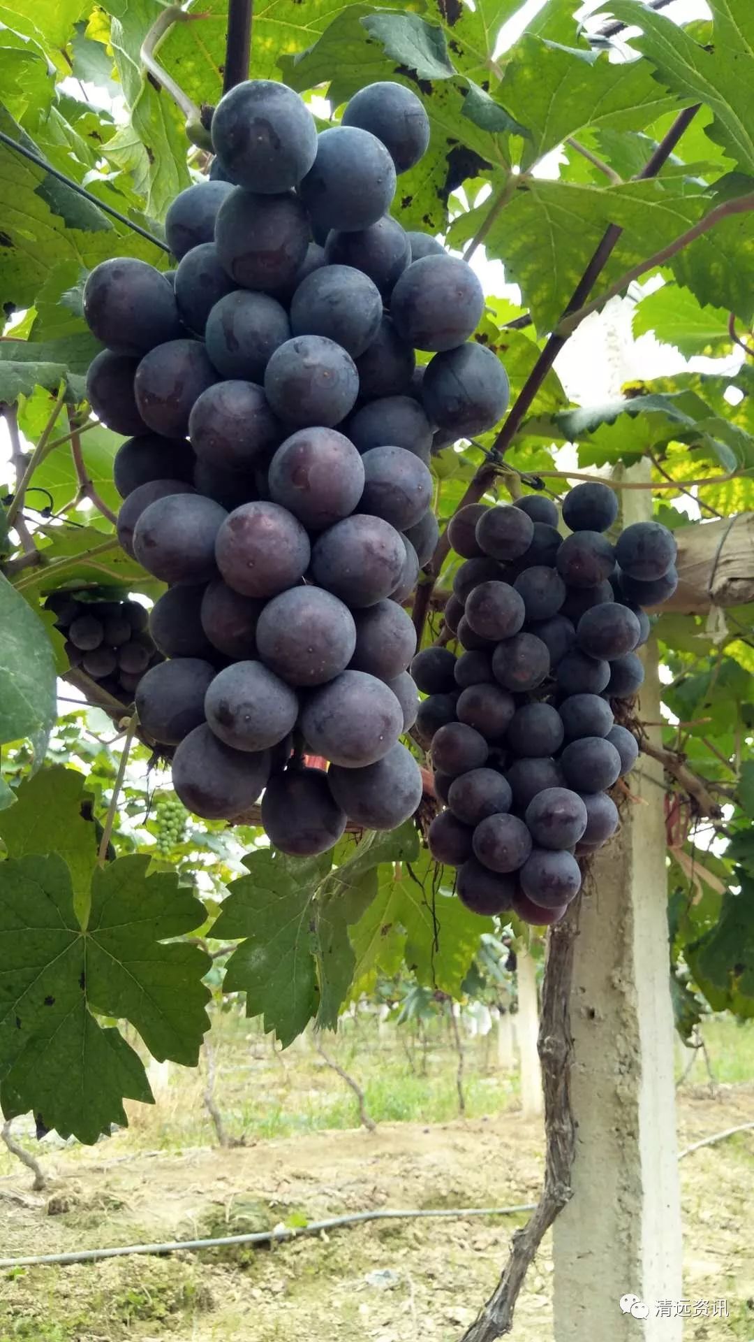 绿色种植都是树上自然生长至接近成熟园里种植的葡萄真正的吃葡萄不用