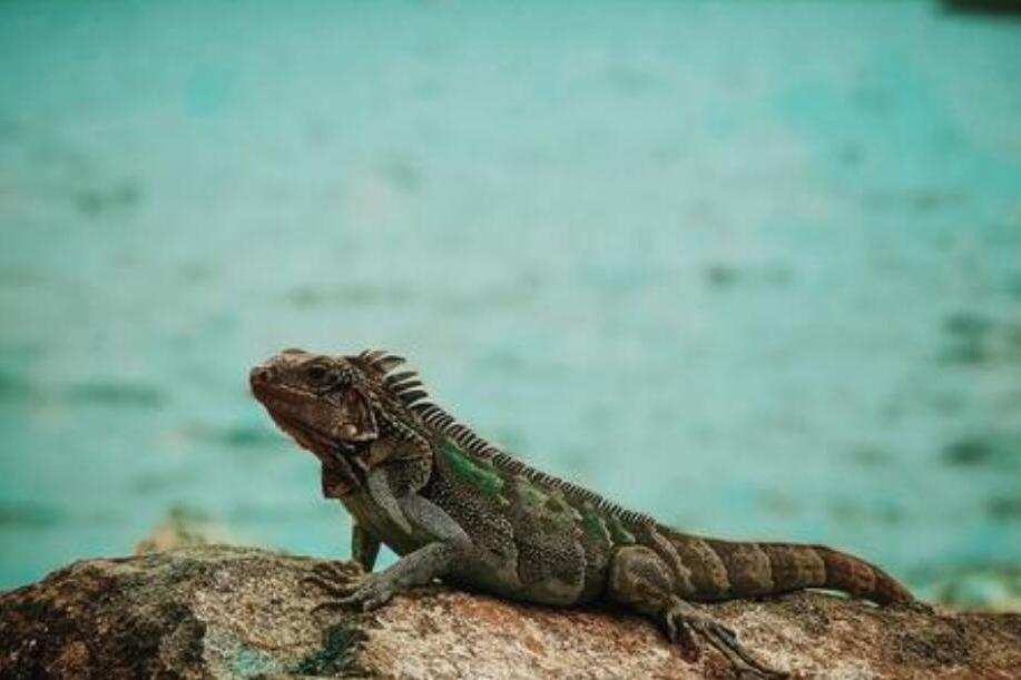 险象环生海鬣蜥幼崽成功逃脱游蛇的围捕