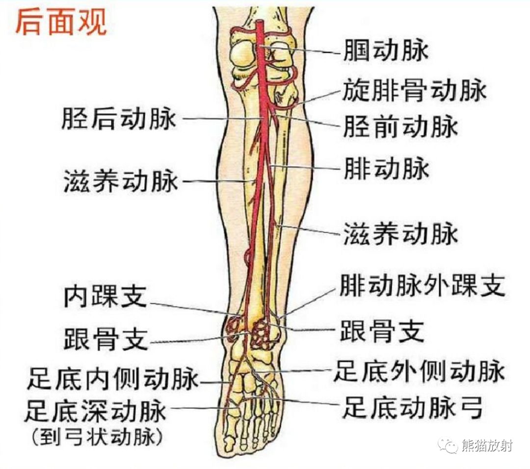 腿部血管图片结构图图片